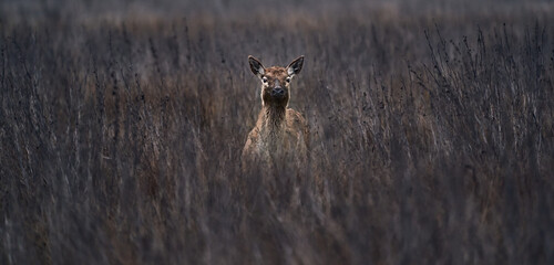 Male deer hiding in the undergrowth