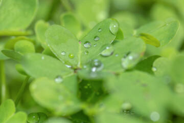 Green clover in the garden with raindrops