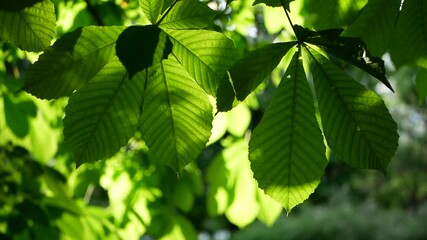 Spring landscape - a chestnut in a spring park. The branches of the tree sway in the wind against the background of the spring solar park.