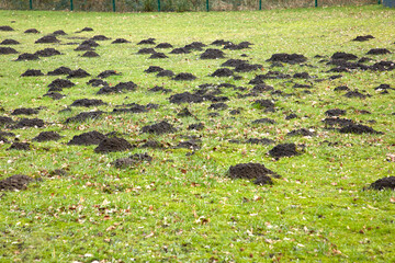 Auf einer Wiese befinden sich einige Maulwurfshügel.