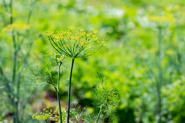 Stem of dill with leaves and seeds in the garden