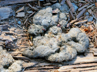 毛の混ざった野生動物のフン【キツネ】