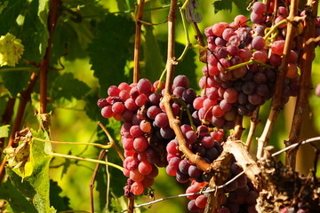 Weintrauben und Weinblätter in den Weinreben