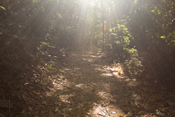 Rayos de sol en el bosque, una luz al final del día, soledad, bosque seco tropical, aventura,...