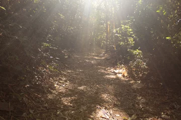 Muurstickers Rayos de sol en el bosque, una luz al final del día, soledad, bosque seco tropical, aventura, tranquilidad © Bairon