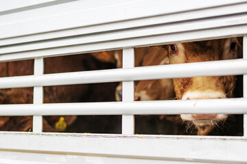 Calf peeking through aeration windows in a cage truck for transporting livestock.