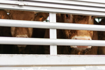 Calf peeking through aeration windows in a cage truck for transporting livestock. - obrazy, fototapety, plakaty