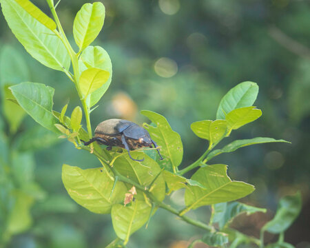 Hojas de lim&oacute;n, coleoptero caja o estuche, espinas,  Coleopteros de El Salvador,  escarabajos, familia Scarabaeidae