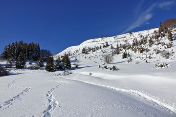 Fototapeta na wymiar Randonnée raquettes en Janvier 2021 dans le massif du Vercors avec une neige et un temps exceptionnels et vue sur les Alpes