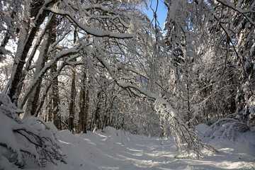 Randonnée raquettes en Janvier 2021 dans le massif du Vercors avec une neige et un temps exceptionnels