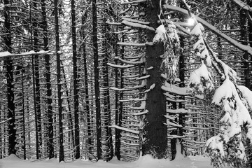 Randonnée raquettes en Janvier 2021 dans le massif du Vercors avec une neige et un temps exceptionnels