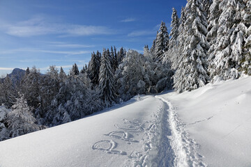 Fototapeta premium Randonnée raquettes en Janvier 2021 dans le massif du Vercors avec une neige et un temps exceptionnels
