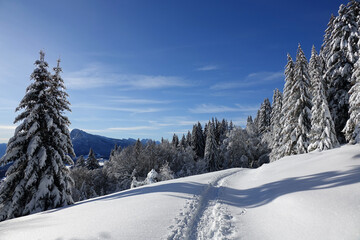 Obraz premium Randonnée raquettes en Janvier 2021 dans le massif du Vercors avec une neige et un temps exceptionnels