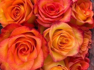 Stunning orange and yellow roses