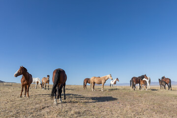 Fototapeta premium Herd of Wild Horses in Spring in the Utah desert