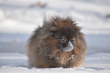 Pomeranians Love Snow