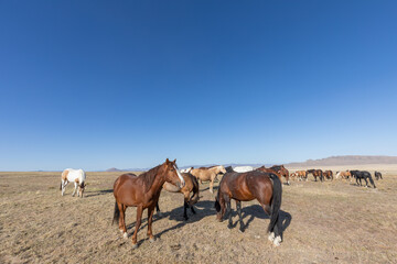 Naklejka na ściany i meble Herd of Wild Horses in Spring in the Utah desert