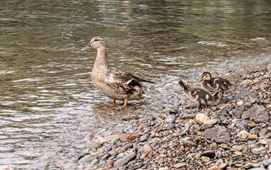 A mother duck is standing on the shore with two ducklings.