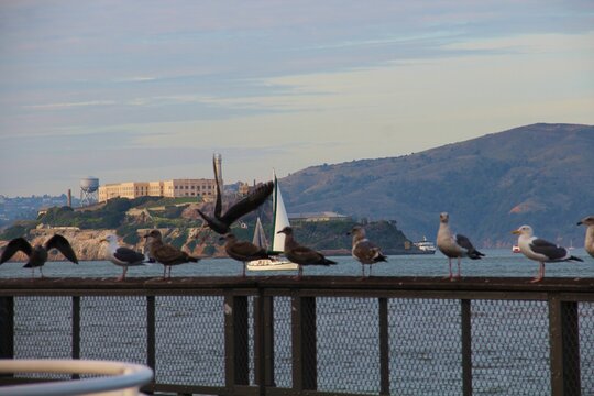 Lining up pigeons, behind is the Alcatraz Island in Pier 39 in San Francisco, California