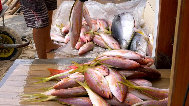 Fisherman sorting fishes after fishing. Slow motion Shot.
