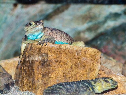 Blue spiny lizard is sitting on a rock