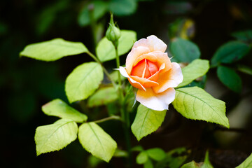 Flor de rosal en un jardín botánico