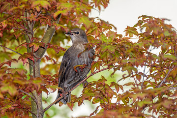 Young starling bird sitting on the twig of a tree