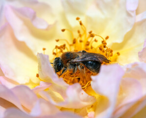 Bee collecting nectar on a flower blossom