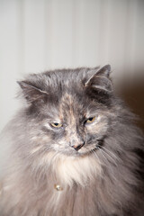 Naklejka na ściany i meble Longhaired Grey Cat