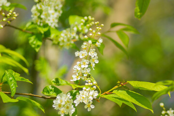 White flowers and green leaves nature background. Selective focus, copy space