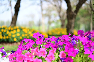 Closeup of Many Beautiful Colorful Flowers with nature background in the garden, Thailand.