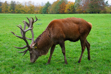 Damwild Rehe und Hirsche im Park 