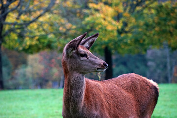 Damwild Rehe und Hirsche im Park 