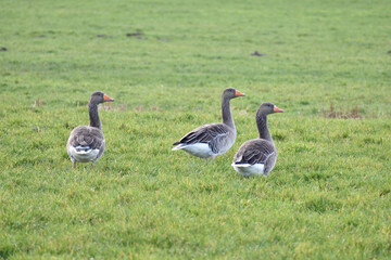 Three curious geese in a field in the Netherlands watching the camera