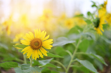 Fresh Sunflower blooming in the morning sun shine with nature background in the garden, Thailand.