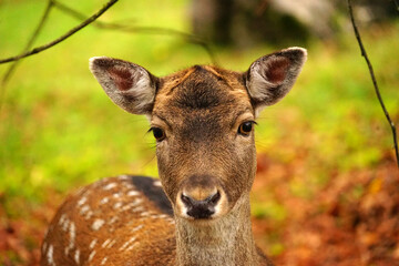 Rehkitz Nahaufnahme im Herbst Wald