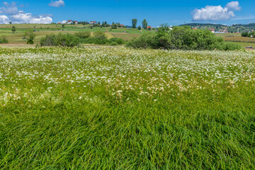 field and blue sky