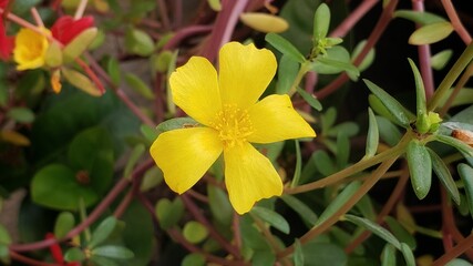 Fototapeta na wymiar small yellow flower nature