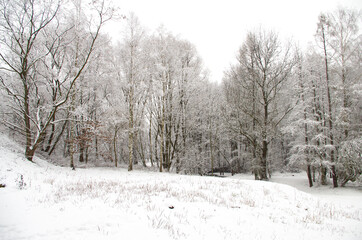 Winter landscape. - obrazy, fototapety, plakaty