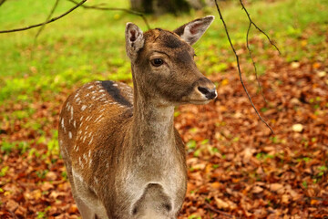 Rehkitz Nahaufnahme im Herbst Wald