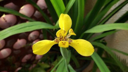 Obraz premium yellow flowers