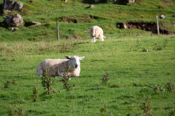 sheep in the field