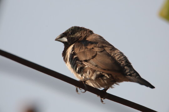 bird on a branch