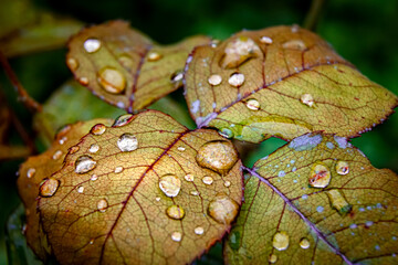 Hojas con gotas de rocío