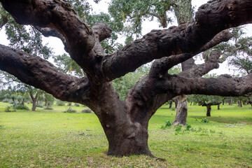 Impressive cork oak with massive trunks in an orchard near Évora, Portugal