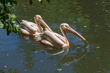 Pelican - Pelecanus - a large white bird with a large beak swims on the water. The pelican is reflected in the water. There are tree branches around.