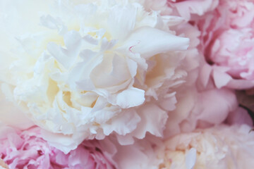 soft pink and white peony flowers bouquet