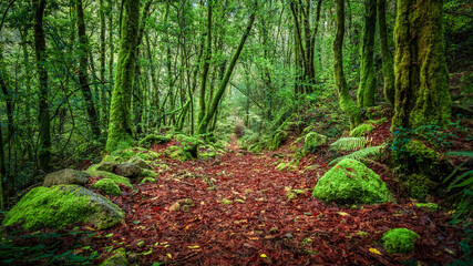 Fototapeta premium Camino en bosque con hojas caídas
