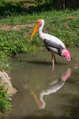 Big bird Nesyt africa - Mycteria ibis from the Storks family stands in the water and catches fish.
