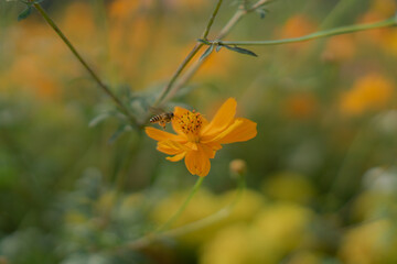 Bee swarm stamen flower